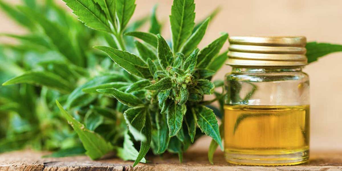 CBD 
      Oil Rub For Pain Witherbee 
      NY 12998